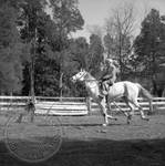 William Faulkner riding a horse at Rowan Oak: Image 4 by Edwin E. Meek