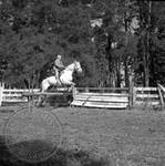 William Faulkner jumping a horse at Rowan Oak: Image 2 by Edwin E. Meek
