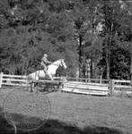 William Faulkner jumping a horse at Rowan Oak: Image 4 by Edwin E. Meek