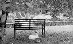 Dog resting underneath garden bench at Rowan Oak: Image 2 by Edwin E. Meek