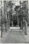 View of trees and front sidewalk at Rowan Oak by Edwin E. Meek