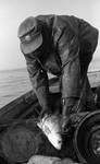 African American man holding net with fish: Image 2 by Edwin E. Meek