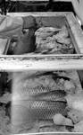 Fish in cooler: Image 2 by Edwin E. Meek