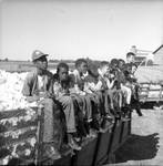 African American children and white children sitting on a large truck filled with cotton: Image 1 by Edwin E. Meek