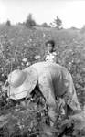 African American woman picking cotton with child in background: Image 1 by Edwin E. Meek