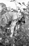 African American man picking cotton: Image 1 by Edwin E. Meek