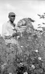 African American man picking cotton: Image 2 by Edwin E. Meek