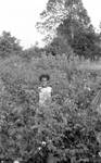 African American child in cotton field by Edwin E. Meek