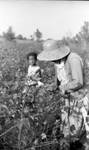 African American woman picking cotton with child in background: Image 2 by Edwin E. Meek
