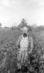 African American woman in cotton field by Edwin E. Meek