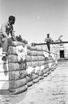 Two African American boys on top of large bales of cotton by Edwin E. Meek