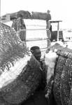 African American boy between bales of cotton: Image 4 by Edwin E. Meek
