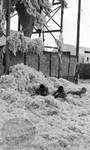 African American children and white children playing in cotton: Image 2 by Edwin E. Meek