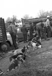 Row of beagles tied to a chain with men standing nearby: Image 1 by Edwin E. Meek