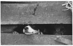 Dog peaking head between wooden fence by Edwin E. Meek