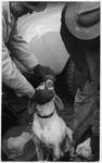 Men examining dog's teeth by Edwin E. Meek