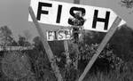 Fish sign: Image 1 by Edwin E. Meek