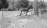 Mule in corral: Image 1 by Edwin E. Meek