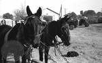 Mules strapped to wagon: Image 2 by Edwin E. Meek