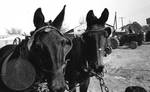 Mules strapped to wagon: Image 3 by Edwin E. Meek