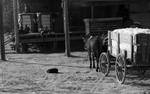 Mules pulling wagon of cotton, African american men resting on porch with cotton bales: Image 2 by Edwin E. Meek