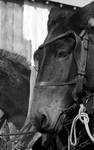Portrait of a mule: Image 1 by Edwin E. Meek