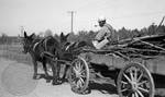 African American man with mules pulling wagon of wood: Image 1 by Edwin E. Meek