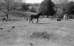 Donkey running in corral: Image 2 by Edwin E. Meek