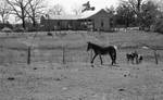 Donkey in corral with house in background by Edwin E. Meek