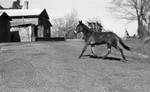 Donkey running in corral: Image 5 by Edwin E. Meek