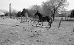 Donkey running in corral: Image 6 by Edwin E. Meek