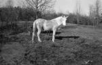 White mule: Image 1 by Edwin E. Meek
