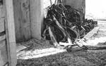 Pile of yokes leaned up against barn wall by Edwin E. Meek