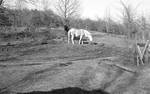 White mule in yard: Image 1 by Edwin E. Meek