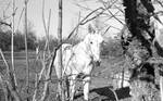White mule in yard: Image 2 by Edwin E. Meek