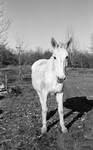 White mule in yard: Image 5 by Edwin E. Meek