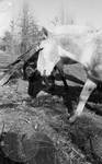 White mule in yard: Image 6 by Edwin E. Meek