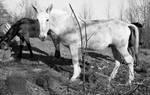 White mule in yard: Image 7 by Edwin E. Meek