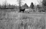 Mule and barn: Image 2 by Edwin E. Meek