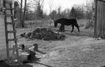 Mule with barn and house: Image 2 by Edwin E. Meek