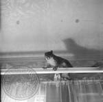 Squirrel on curtain rod: Image 1 by Edwin E. Meek