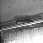 Squirrel on curtain rod: Image 2 by Edwin E. Meek