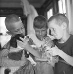 Young boys introducing pet squirrel to puppy: Image 1 by Edwin E. Meek
