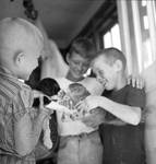 Young boys introducing pet squirrel to puppy: Image 4 by Edwin E. Meek