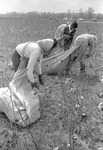 Cotton picking for Brown's Gin and Wholesale, image 005 by Martin J. Dain