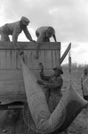 Cotton picking for Brown's Gin and Wholesale, image 020