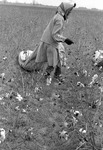 Cotton picking for Brown's Gin and Wholesale, image 042