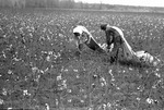 Cotton picking for Brown's Gin and Wholesale, image 044