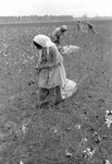 Cotton picking for Brown's Gin and Wholesale, image 045 by Martin J. Dain