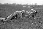 Cotton picking for Brown's Gin and Wholesale, image 054